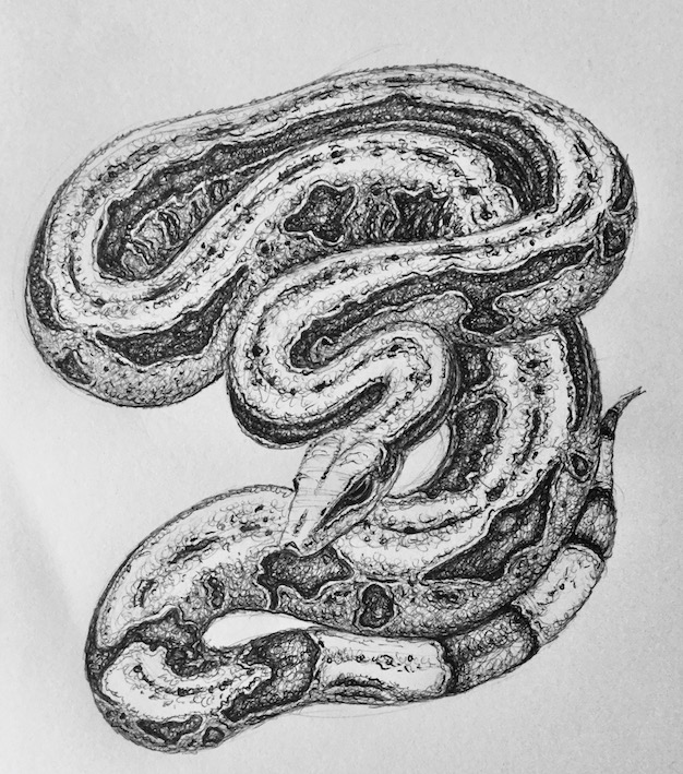 Serpent, 20 x 15cm, stylo_bille.jpg